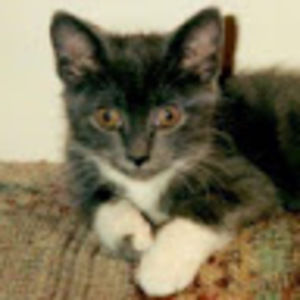 Meet your Posher, Graham